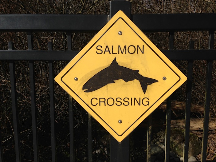 YVR Salmon Crossing